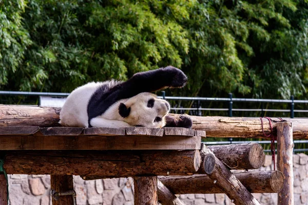 Obří Panda Valí Jak Dostane Špatné Straně Postele Pekingské Zoo — Stock fotografie