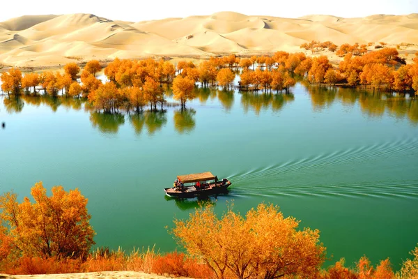 Landscape Populus Lasiocarpa Forming Autumn Scenery Desert Tarim City Northwest — Stok fotoğraf