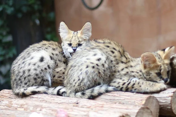 Representan Cachorros Trillizos Serviles Zoológico Shanghai Shanghai China Octubre 2018 —  Fotos de Stock