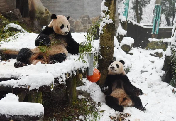 Giant Pandas Chengjiu Και Shuanghao Παίζουν Άλλο Στο Χιόνι Στο — Φωτογραφία Αρχείου