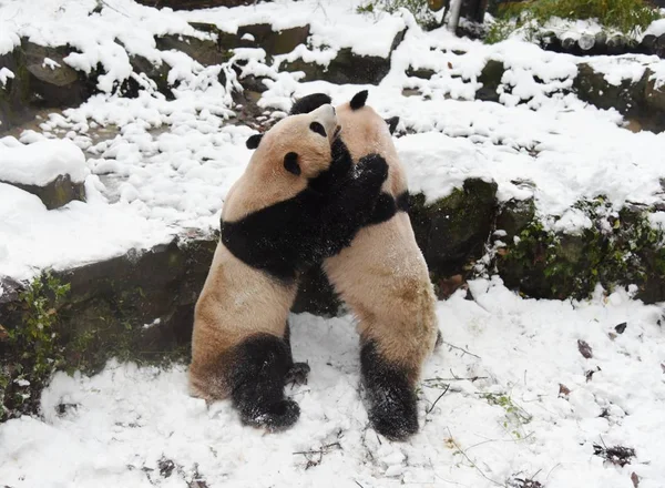 2月9日 在中国东部浙江省杭州市杭州动物园 大熊猫程九和双浩在雪中玩耍 — 图库照片