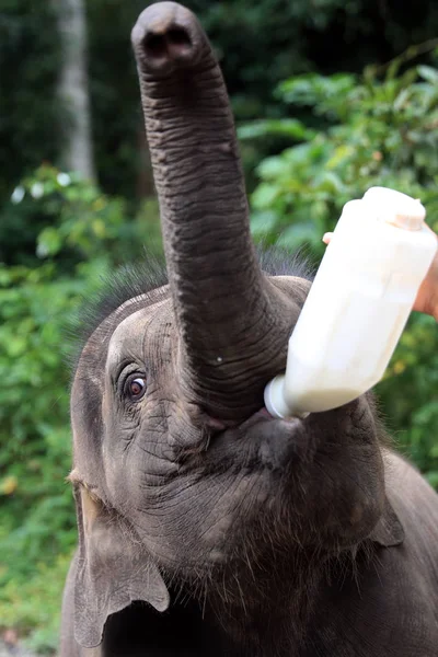 Yangniu Ein Jähriger Asiatischer Elefant Trinkt Milch Asiatischen Zucht Und — Stockfoto