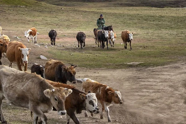 2018年9月22日 在中国西北部的新疆维吾尔自治区阿勒泰县富云县 一位牧民在季节性牲畜迁徙中 从夏季牧场放牧到冬季牧场 — 图库照片