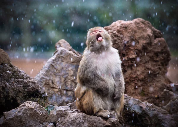 Makak Przejawia Się Śniegu Hongshan Lesie Zoo Nanjing City Prowincja — Zdjęcie stockowe