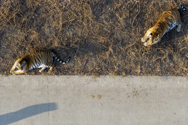 Flybilde Sibirske Tigre Som Soler Seg Ved Reserve Harbin Nordøst – stockfoto