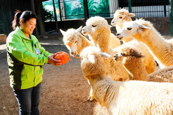 Alpaca Smaak Pompoenen Voor Het Halloween Festival Een Dierentuin Hangzhou — Stockfoto