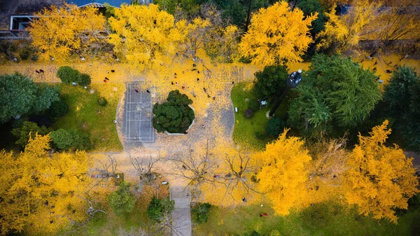 Uma Vista Aérea Folhas Ginkgo Dourado Cobrindo Terrenos Área Cênica — Fotografia de Stock