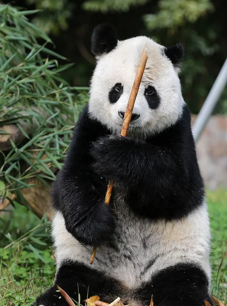 Panda Gigante Sênior Gao Gao Que Terminou Seus Anos Permanência — Fotografia de Stock