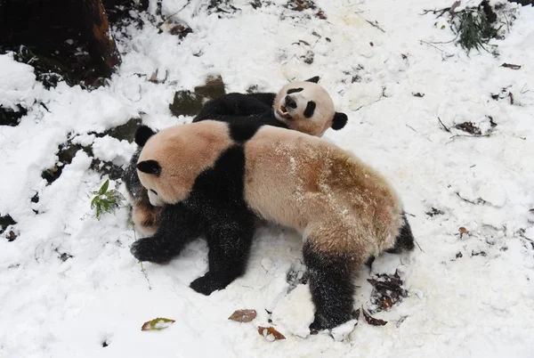 Los Pandas Gigantes Chengjiu Shuanghao Juegan Entre Nieve Zoológico Hangzhou — Foto de Stock