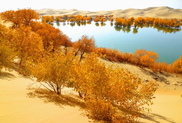 Landscape Populus Lasiocarpa Forming Autumn Scenery Desert Tarim City Northwest — Stok fotoğraf