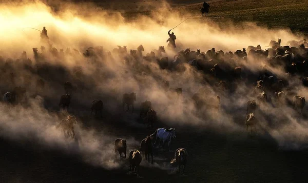 Kazakh Herdsman Grazes Flock Galloping Horses Grassland Hexigten Banner Chifeng — Stock Photo, Image