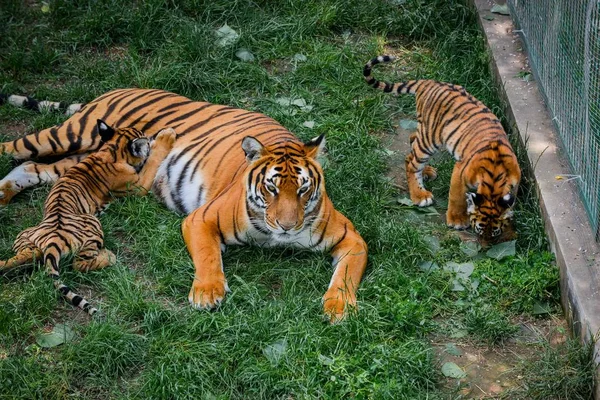 Två Sydkinesiska Tiger Ungar Leker Med Sin Mor Avel Bas — Stockfoto