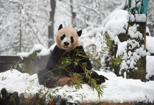 Гигантские Панды Чэнцзю Шуанхао Играют Друг Другом Снегу Зоопарке Ханчжоу — стоковое фото