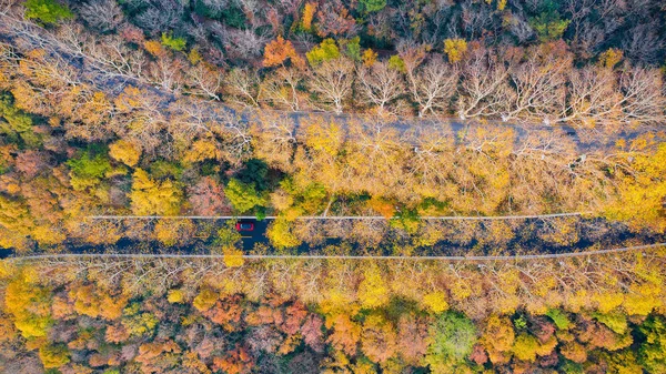 Aerial View Colorful Autumn Leaves Zhongshan Park Scenic Spot Nanjing — Stock Photo, Image