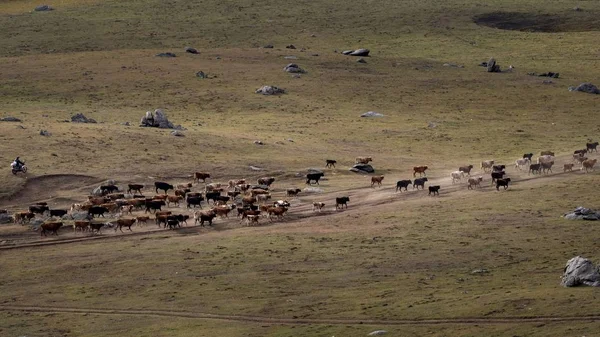 Pastýř Pasuje Stádo Dobytka Ovcí Letních Pastvin Zimní Pastviny Během — Stock fotografie