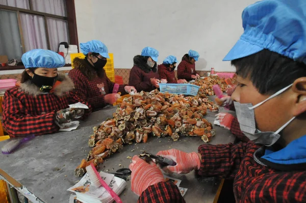 Рабочие Имеют Дело Сушеной Хурмой Деревне Тайбай Округа Фупин Северо — стоковое фото