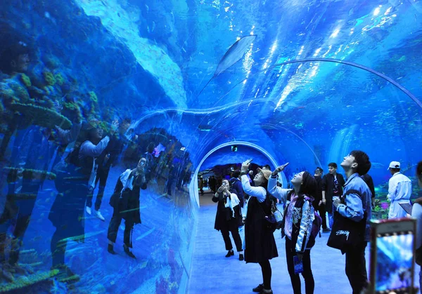Turisté Navštěvují Haichang Ocean Park Během Zkušebního Provozu Šanghaji Číně — Stock fotografie