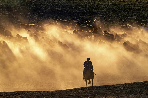 Kazašská Pastevec Pase Stádo Cválajících Koní Pastvinách Hexigten Nápisu Embu — Stock fotografie