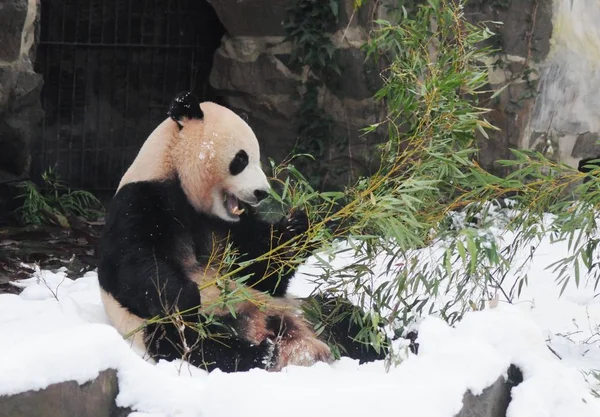 Giant Pandas Chengjiu Και Shuanghao Παίζουν Άλλο Στο Χιόνι Στο — Φωτογραφία Αρχείου