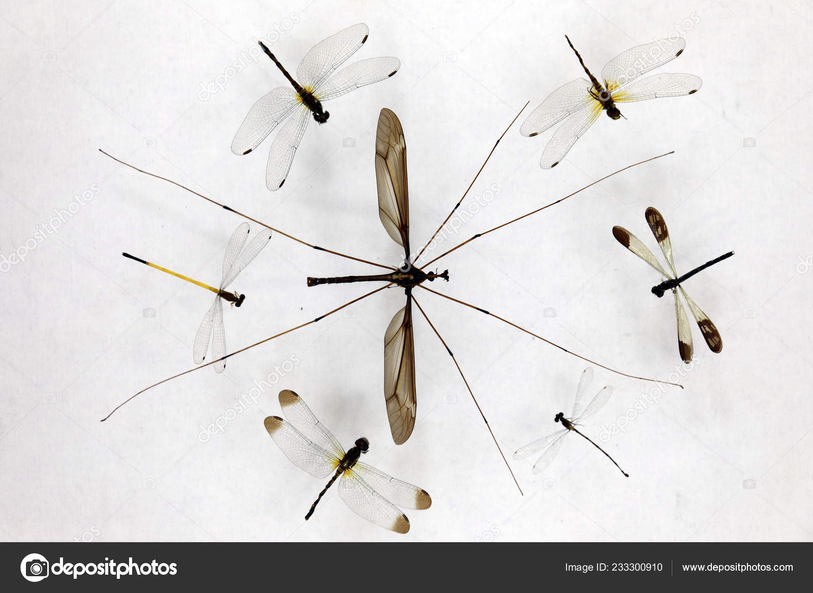 世界最大の蚊の標本が 中国南西部の四川省成都市にある西中国