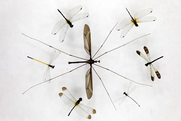 Muestra Del Mosquito Más Grande Del Mundo Exhibe Museo Insectos — Foto de Stock