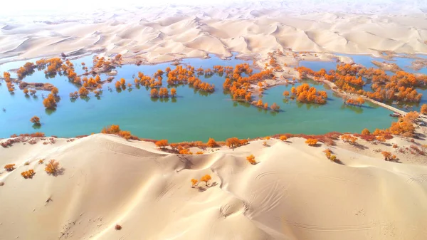 Paisagem Populus Lasiocarpa Formando Uma Paisagem Outono Contra Deserto Cidade — Fotografia de Stock