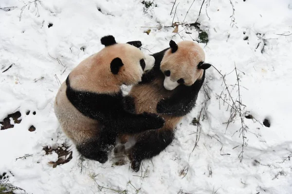 Pandy Velké Chengjiu Shuanghao Hrát Sebou Sněhu Hangzhou Zoo Města — Stock fotografie