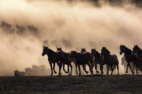 Ein Kasachischer Hirte Weidet Eine Herde Galoppierender Pferde Auf Der — Stockfoto