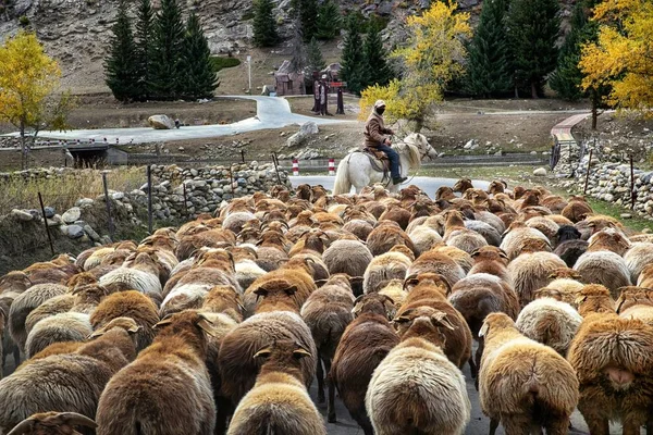 Een Herdsman Grijpt Een Kudde Vee Schapen Van Zomer Weiden — Stockfoto