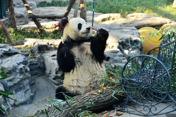 Panda Gigante Meng Lan Come Bambu Sob Sol Zoológico Pequim — Fotografia de Stock