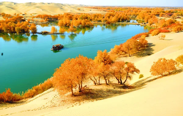 Landscape Populus Lasiocarpa Forming Autumn Scenery Desert Tarim City Northwest — Stok fotoğraf