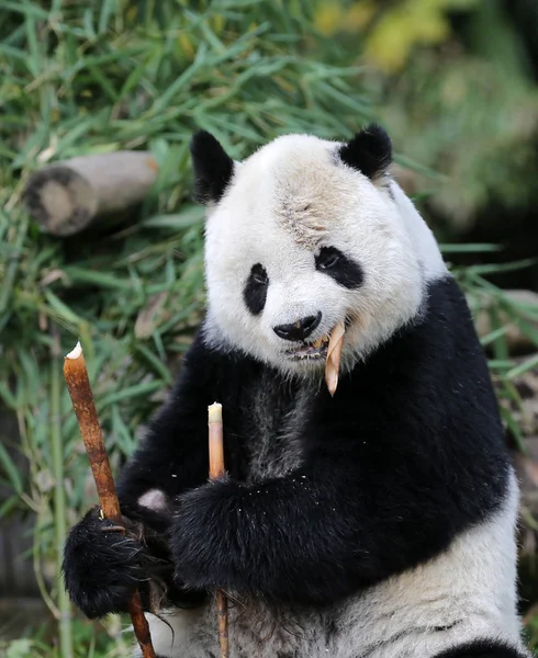 Panda Gigante Sênior Gao Gao Que Terminou Seus Anos Permanência — Fotografia de Stock