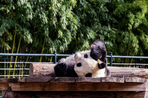 Panda Gigante Rola Quando Levanta Lado Errado Cama Zoológico Pequim — Fotografia de Stock