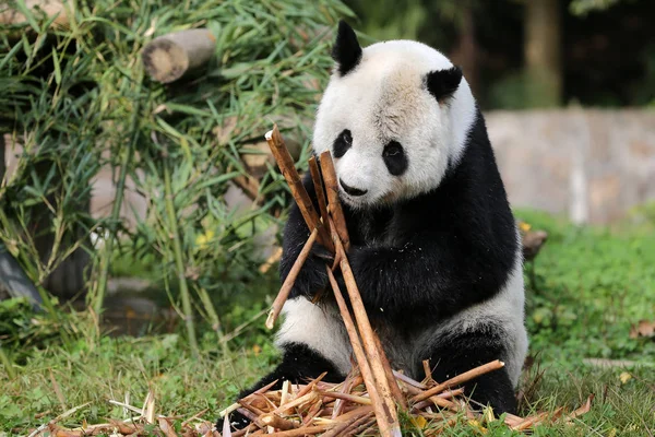 高级大熊猫高高在美国圣地亚哥动物园逗留了 他在中国西南都江堰中国大熊猫保护研究中心都江堰基地吃竹子 — 图库照片