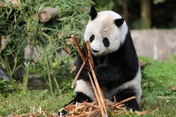 Vezető Óriás Panda Gao Gao Aki Éves Idegenforgalmi San Diego — Stock Fotó