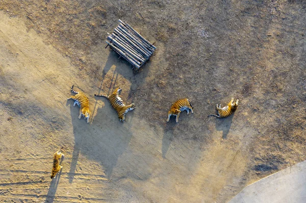 Letecký Pohled Sibiřské Tygry Vyhřívají Slunci Rezervu Harbin City Severovýchodní — Stock fotografie