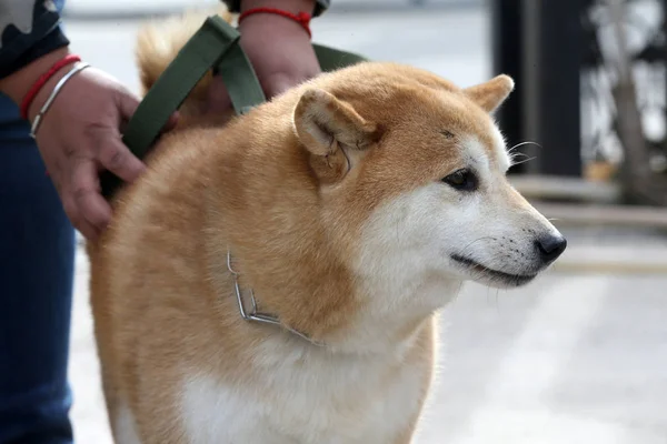 Evcil Köpek Dengdeng Bir Erkek Shiba Inu Sahibi Ücretleri Ödenmediği — Stok fotoğraf