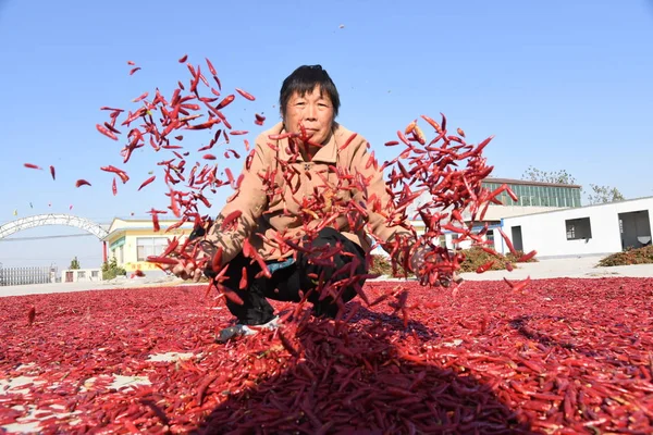 Bauern Trocknen Rote Chilischoten Kreis Yanggu Provinz Liaocheng Provinz Shandong — Stockfoto