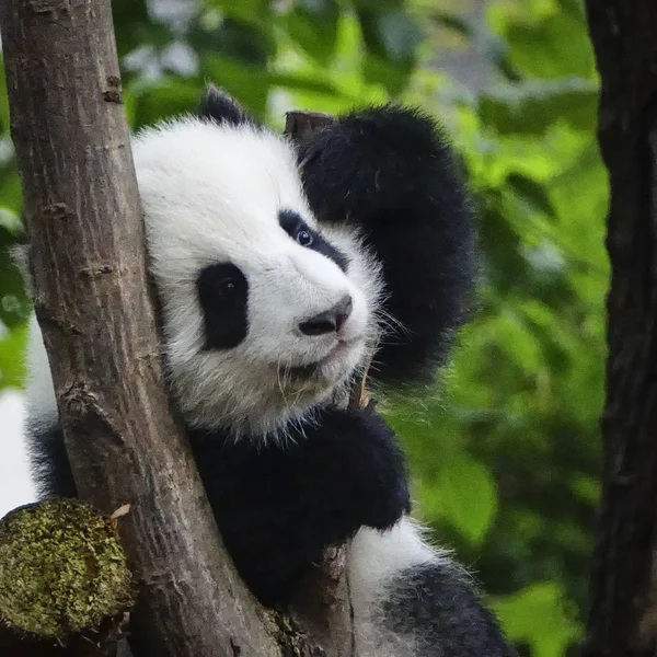 A giant panda cub rests on a tree branch at the Chengdu Research Base of Giant Panda Breeding in Chengdu city, southwest China\'s Sichuan province, 10 November 2018.