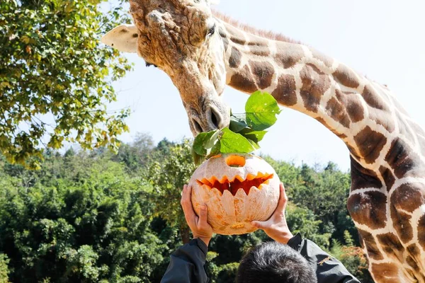Eine Giraffe Interagiert Mit Einem Kürbis Vor Dem Halloween Fest — Stockfoto