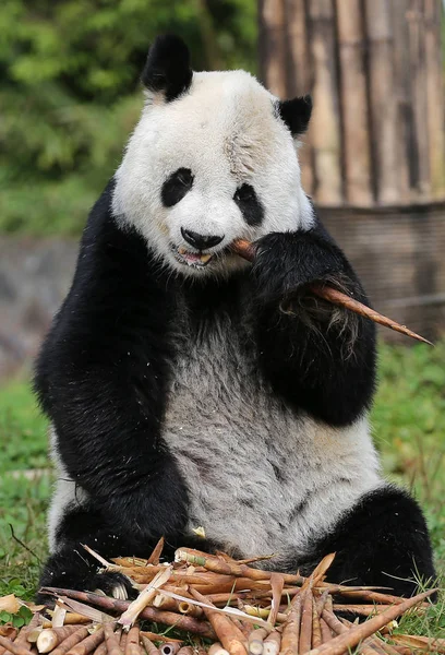 Panda Gigante Sênior Gao Gao Que Terminou Seus Anos Permanência — Fotografia de Stock
