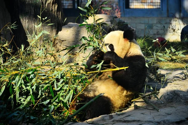 在中国北京动物园 大熊猫孟兰在阳光下吃竹子 — 图库照片