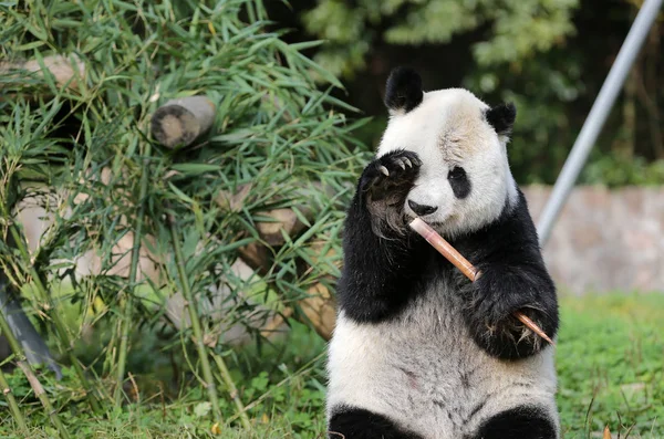 Gigante Anziano Panda Gao Gao Che Terminato Suoi Anni Soggiorno — Foto Stock