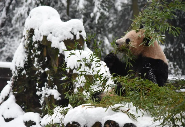 Pandy Velké Chengjiu Shuanghao Hrát Sebou Sněhu Hangzhou Zoo Města — Stock fotografie