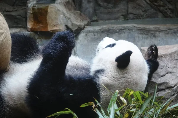 在中国西南四川省成都市大熊猫繁育成都研究基地 一只大熊猫玩沙袋 — 图库照片