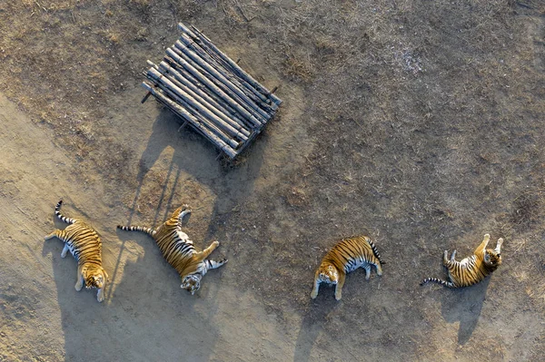 Aerial View Siberian Tigers Basking Sun Reserve Harbin City Northeast — Stock Photo, Image