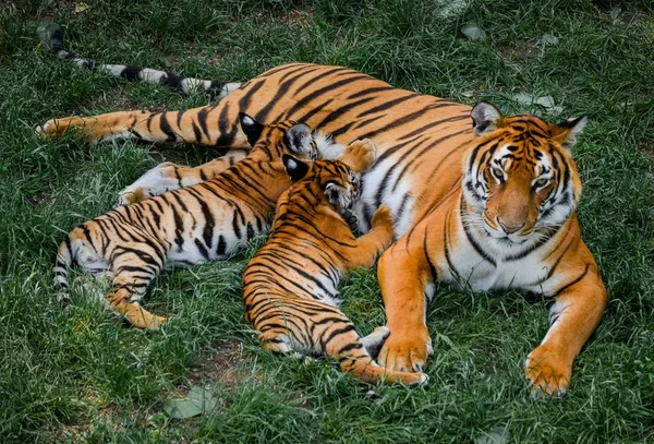 Dois Filhotes Tigre Sul China Brincam Com Sua Mãe Uma — Fotografia de Stock