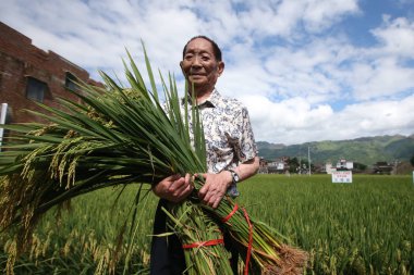 chinese scientist Yuan Longping, known as the Father of Hybrid Rice, is pictured as he checks the growth of hybrid rice at a field in Liande village, Huangguan town, Guanyang county, south China's Guangxi Zhuang Autonomous Region, 5 August 20 clipart