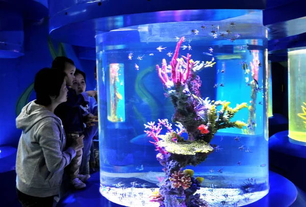 Turistas Visitam Haichang Ocean Park Durante Sua Operação Experimental Xangai — Fotografia de Stock