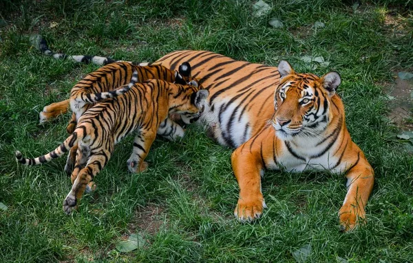 Dois Filhotes Tigre Sul China Brincam Com Sua Mãe Uma — Fotografia de Stock